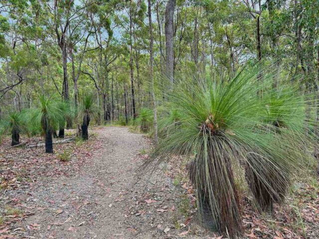Giwadha Track Chermside Hills Reserve
