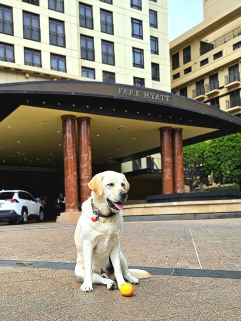 Park Hyatt Melbourne Dog-Frinedly Stays