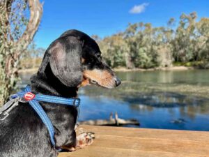Dog-Friendly Albury-Wodonga