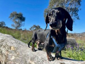 Dog-Friendly Walks Canberra