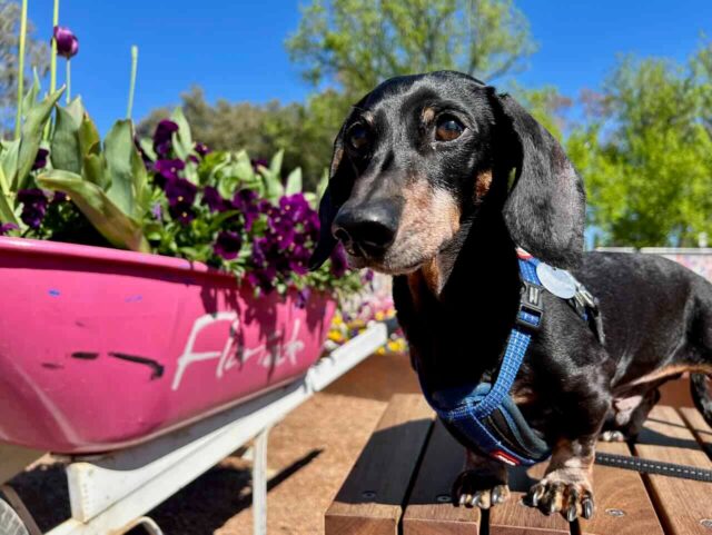 Floriade Wheelbarrow with Schnitzel