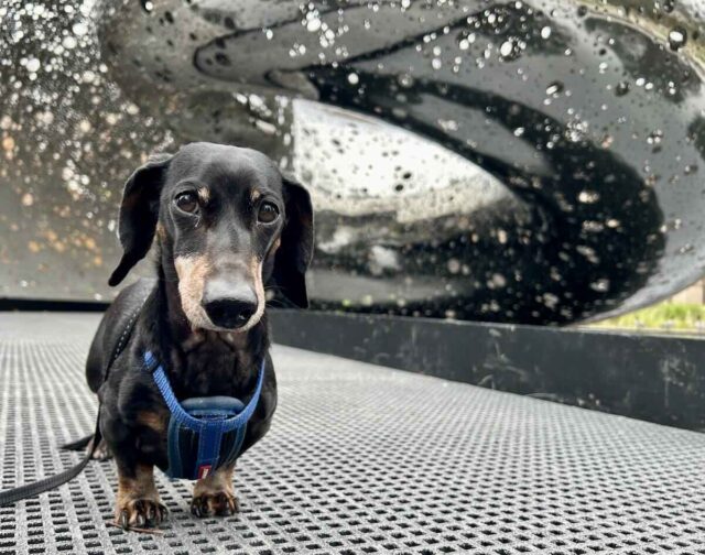 Ouroboros Sculpture with Dog
