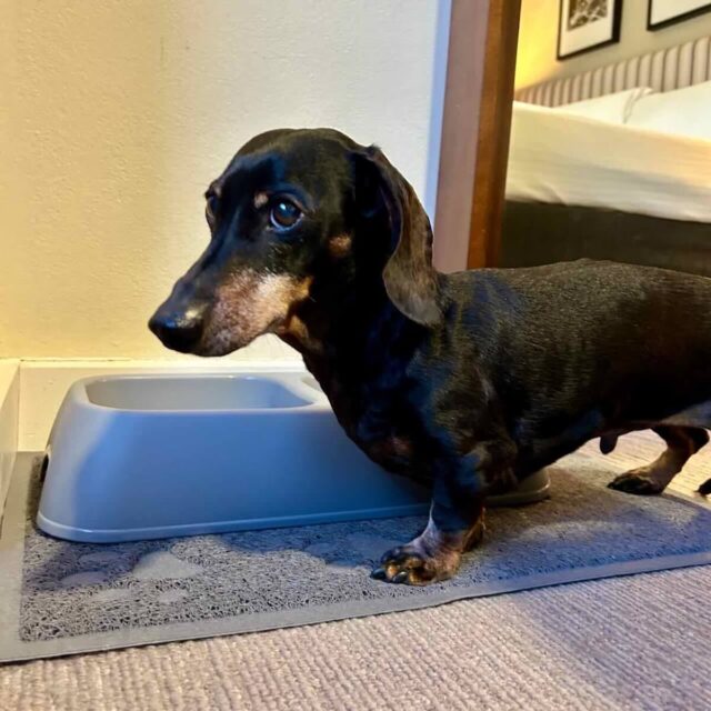 Peppers Craigieburn Pet-Friendly Room Bowls