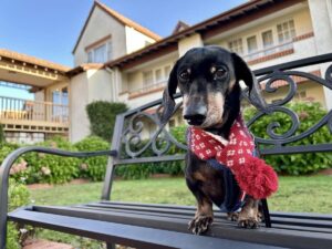 Pet-Friendly Mercure Canberra