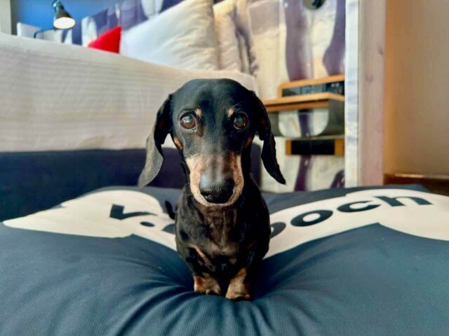 Pet-Friendly Ovolo Woolloomooloo