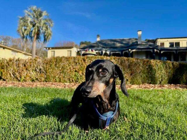 Pet-Friendly Stay Peppers Craigieburn