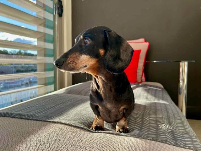 Pet on Lounge at Ovolo Woolloomooloo