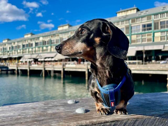 Schnitzel On Wharf at Ovolo Woolloomooloo