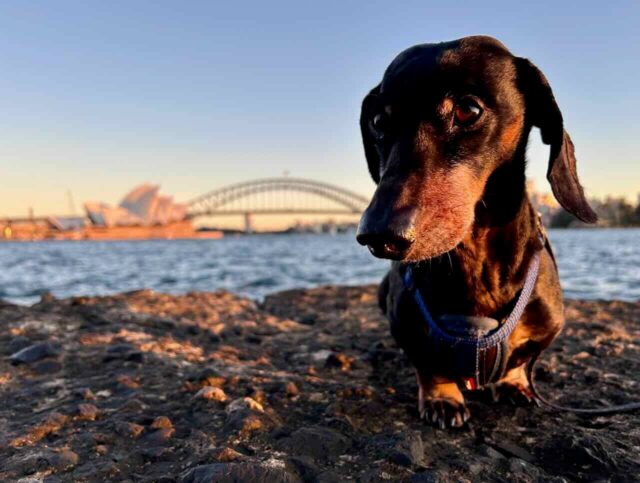 Schnitzel at Mrs Macquaries Point at Sunrise