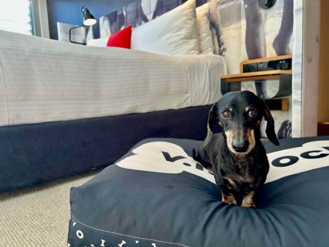 Schnitzel on Pet Bed at Ovolo Woolloomooloo
