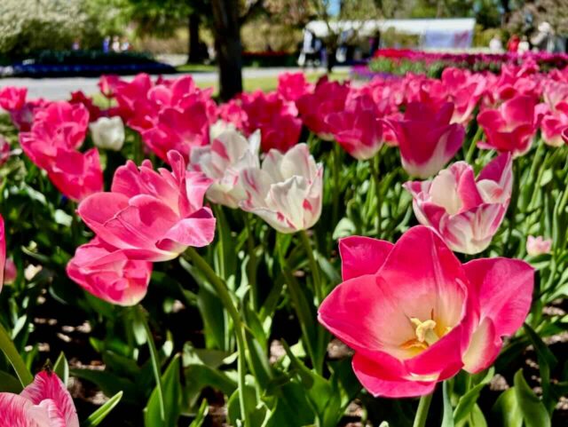 Tulip Top Gardens Close Up
