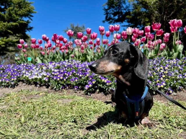 Tulip Top Gardens with Schnitzel