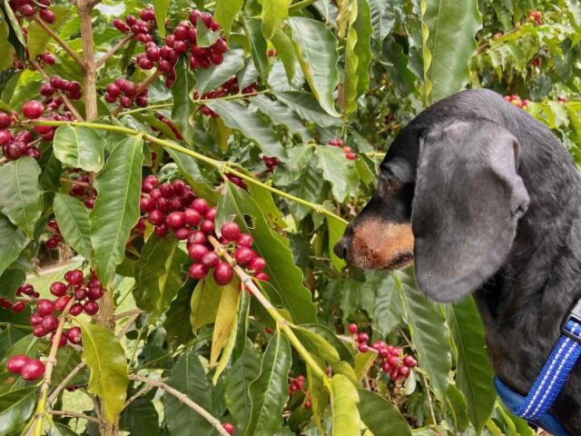 Coffee Growing at Tamborine Mountain Coffee Plantation