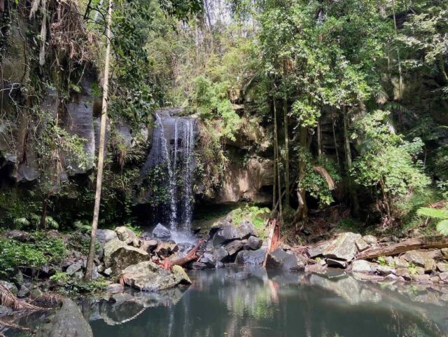 Curtis Falls Tamborine National Park