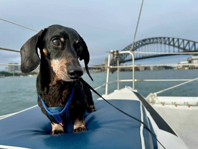Dogs on Deck Harbour cruise