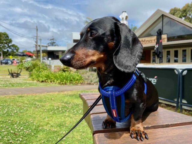 The Gallery Walk Tamborine Mountain with Dog