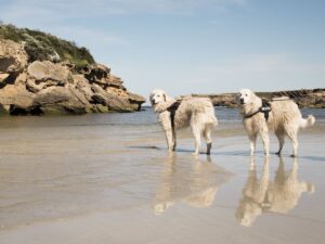 Dog-Friendly Warnnambool