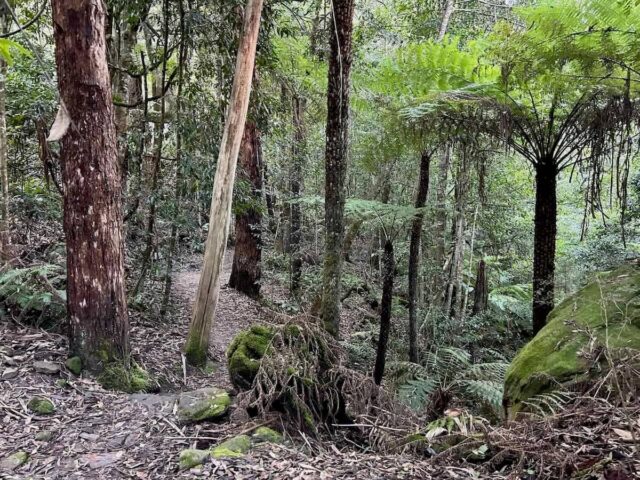 Coachwood Glen Rainforest
