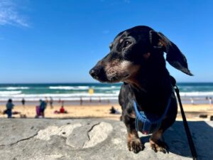 Dog-Friendly Manly