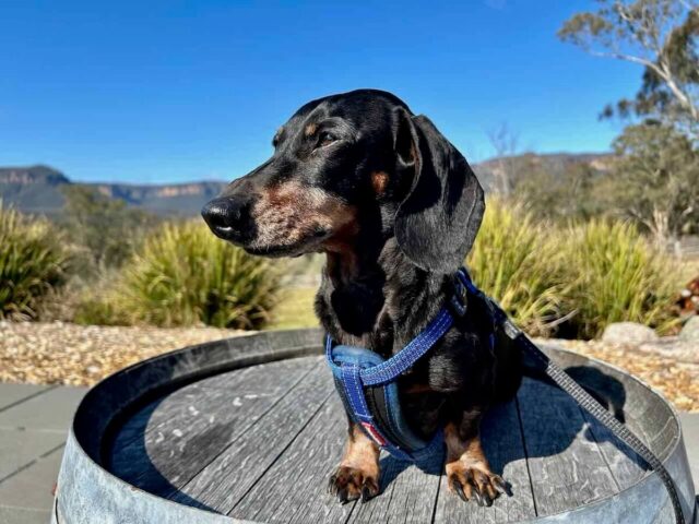 Dog-Friendly Megalong Valley