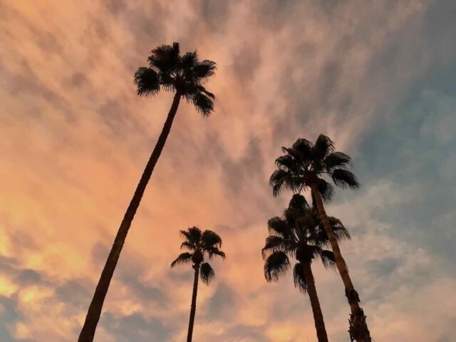 Dog-Friendly Palm Springs