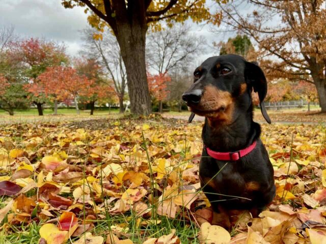 Dog-Friendly Southern Highlands Walks