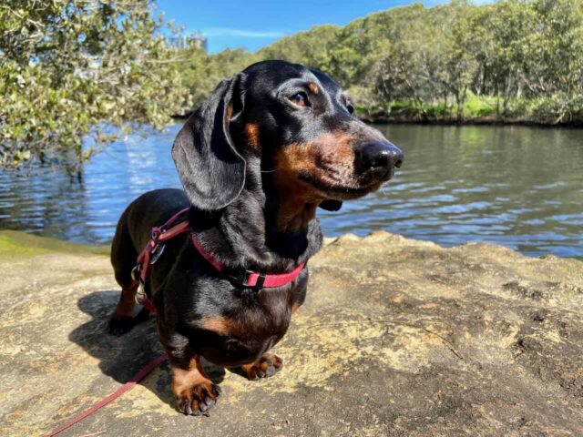 Dog-Friendly Walks in Sydney