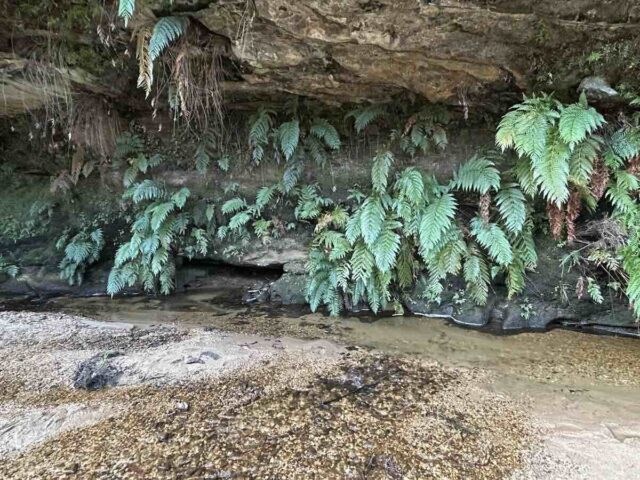 Fern Hollow Along Darwins Walk