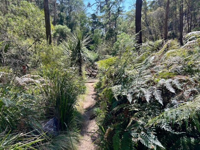 Forty Foot Falls Track