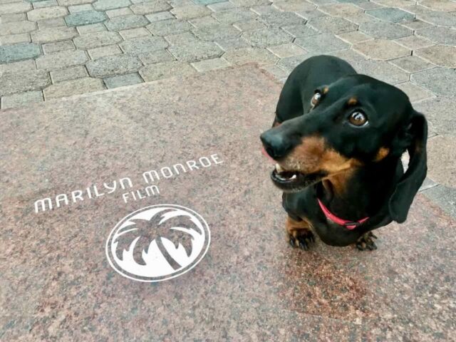 Palm Springs Walk of the Stars