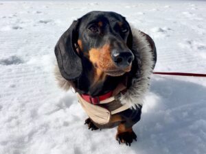 Schnitzel at Jungfraujoch