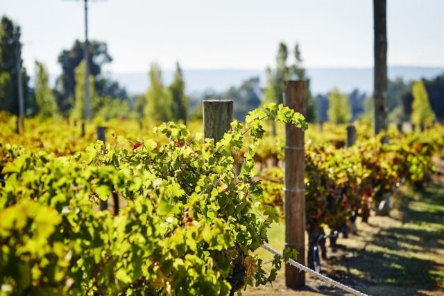 Lancaster Wines, Swan Valley