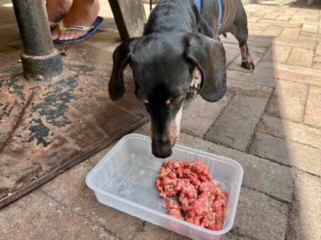 Dog Beef Tartare at Courthouse Hotel