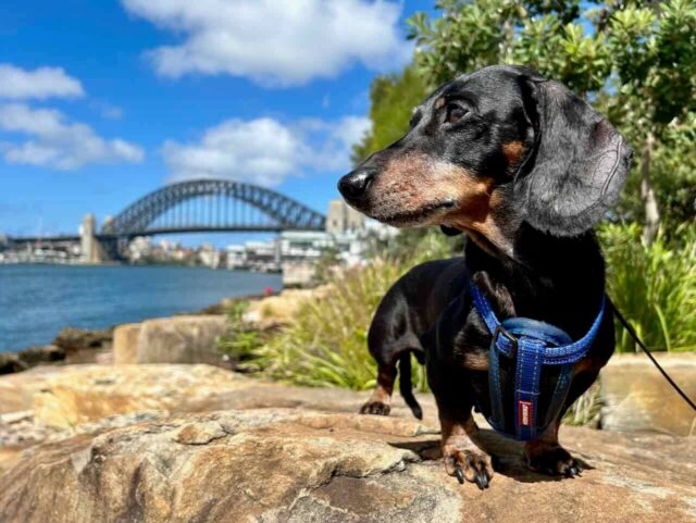 Dog-Friendly Caravan Parks Sydney