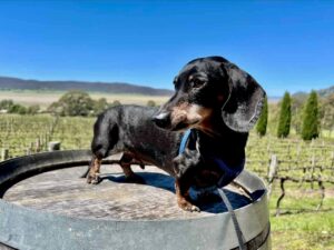 Dog-Frinedly Trip to Canberra