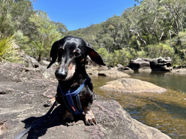 Dog at Engadine Lagoon