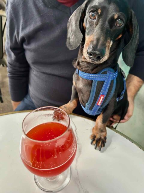One Drop Brewing Beer with dog