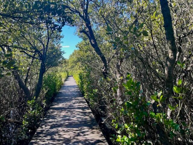 Salt Pan Creek Boardwalk near Stuart Street Reserve