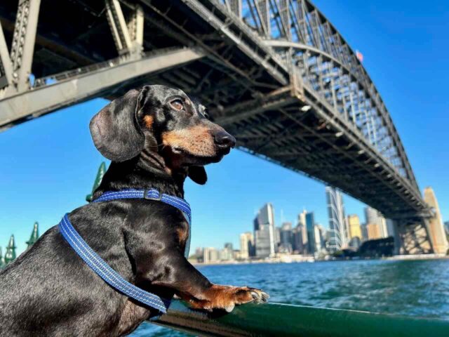 Travelling to Australia with a Dog