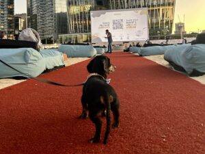 Dog-Friendly Cinemas