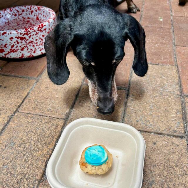 Public House Petersham Pup Cake