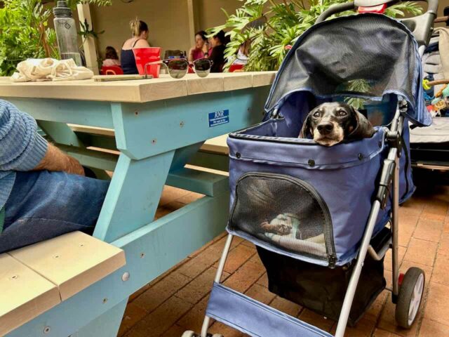 Public House Petersham with Dog