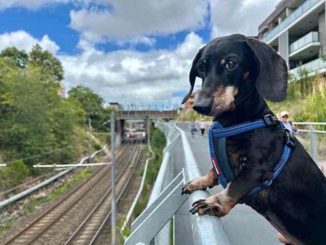 Dog-Friendly Walks Inner West