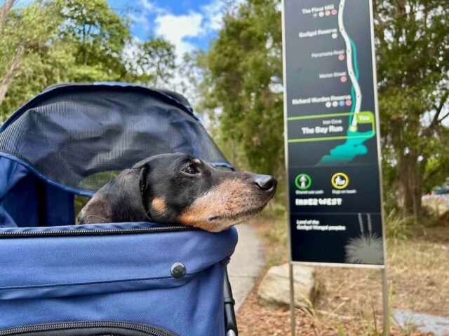 Dog in Stroller GreenWay
