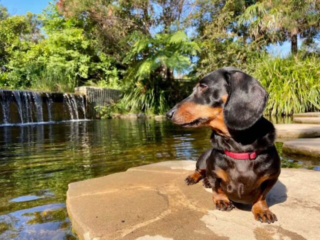 Sydney Park Wetlands