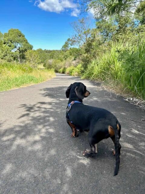 Walking in Sydney Park