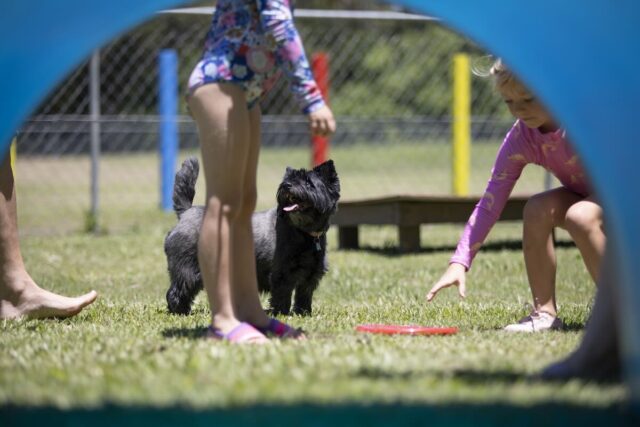 BIG4 Gold Coast Dog Park