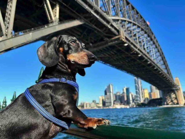 Dog underneath Sydney Harbour Bridge