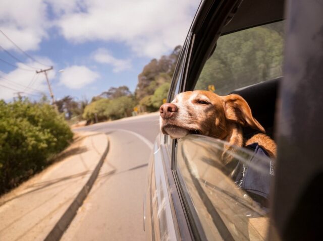 Dog in car with head out of window