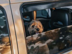 Luxury Pet Travel 1